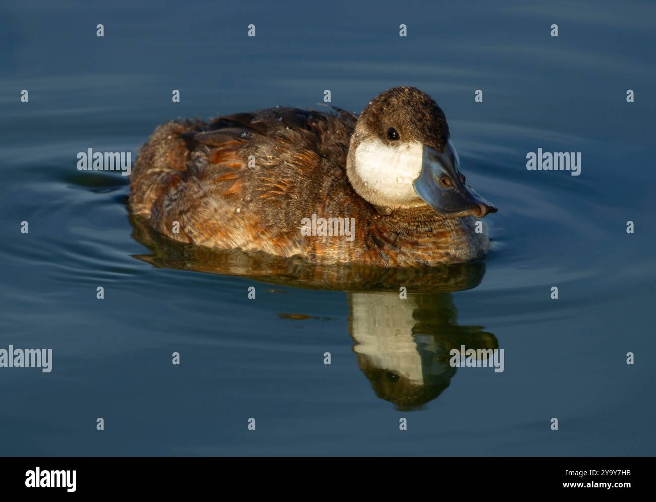 Ruddyente (Oxyura jamaicensis), McNary National Wildlife Refuge, Washington Stockfoto