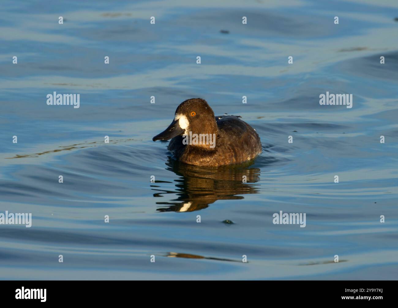 Aythya affinis, McNary National Wildlife Refuge, Washington Stockfoto