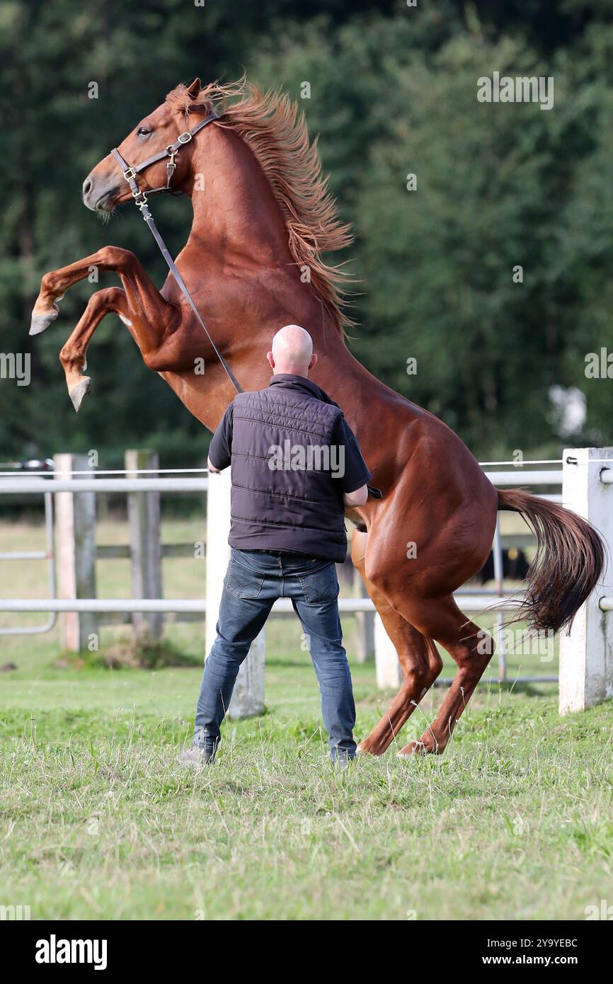 Pferd Steigt An Der Hand 23.08.2024, Roedinghausen, Nordrhein-Westfalen, GER - Pferd steigt beim