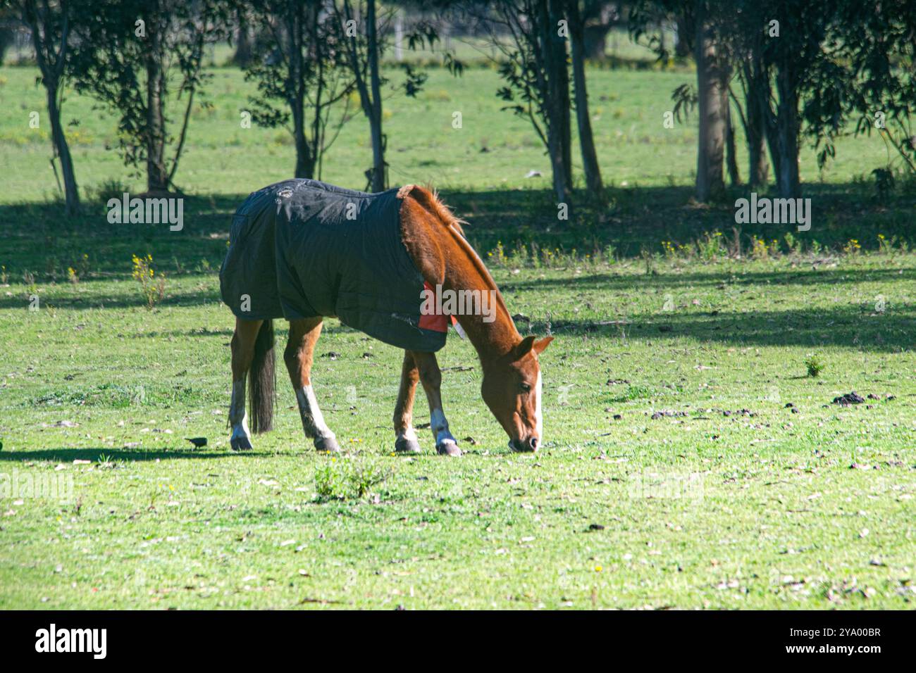 Pferd; Tier; Säugetier; Weidefeld; Blumen; grün; Baum; Pflanzen; Weiden Stockfoto