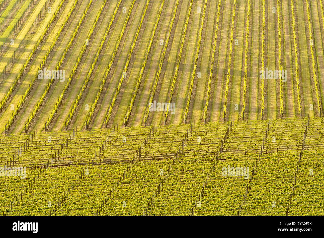 Landschaftsansicht zweier Weinberge mit Reihen von Rebstöcken, die senkrecht zueinander verlaufen, wodurch ein geometrisches Muster paralleler Linien entsteht. Am frühen Morgen. Stockfoto