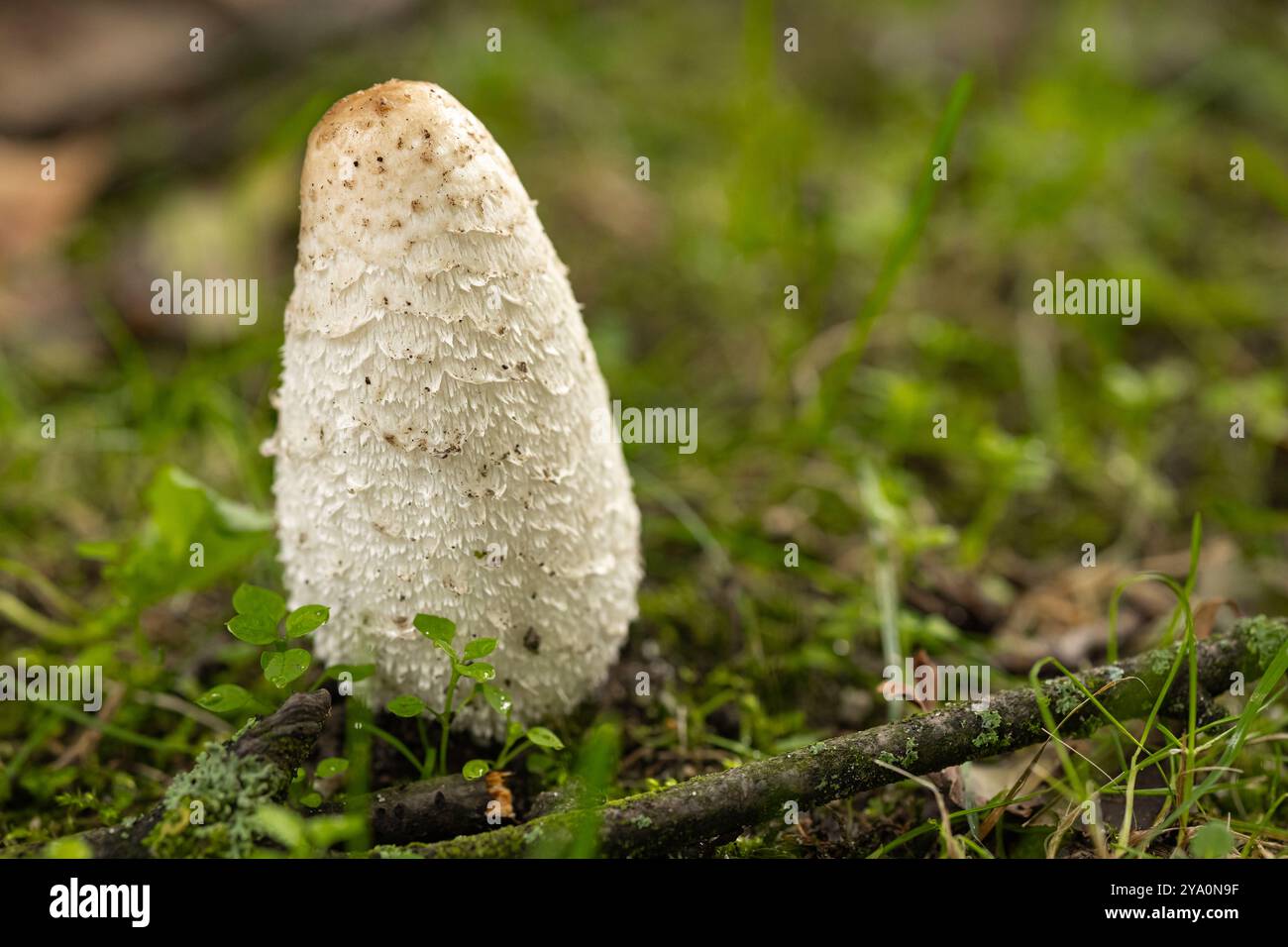 Shaggy Ink Cap Pilz wächst im Wald auf moosigem Boden. Das Konzept der wilden Natur, der Pilzarten und des Herbstwaldbodens Stockfoto