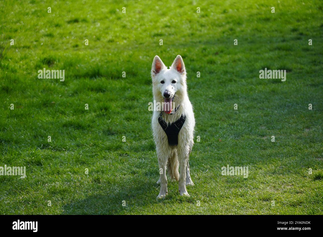 Weißer Hund mit ausgezogener Zunge Stockfoto