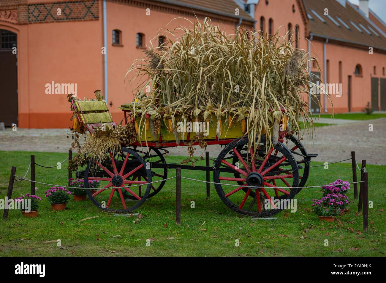 Dekorativer Vintage-Wagen gefüllt mit getrocknetem Mais und Herbstfrüchten, vor einer rustikalen Scheune. Konzept der Herbsternte und der ländlichen Dekoration Stockfoto