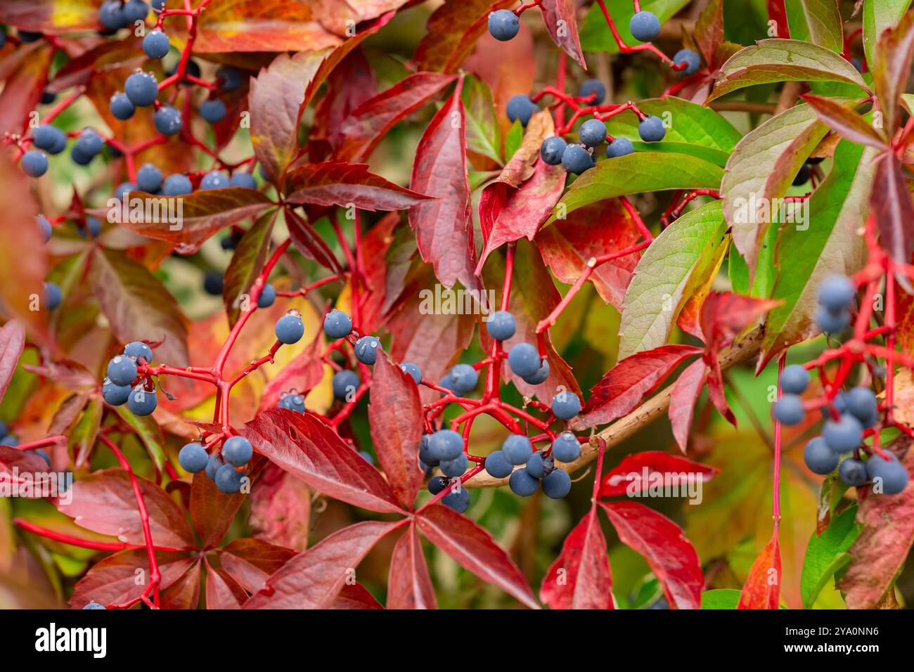 Leuchtend rote Herbstblätter mit blauen Beeren auf einer Virginia Kriechrebe in einer natürlichen Umgebung im Freien. Konzept von saisonalem Wandel und lebendigem Laub Stockfoto