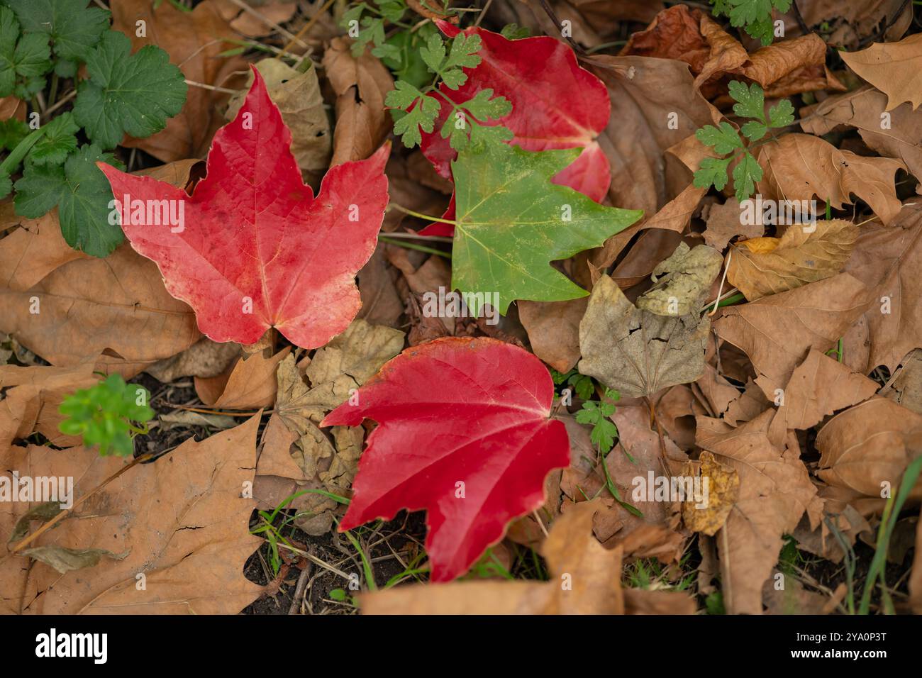 Hellrote und grüne Herbstblätter auf dem Boden, umgeben von trockenem braunem Laub und frischen grünen Pflanzen in einem Wald. Begriff des saisonalen Wandels, Beaut Stockfoto