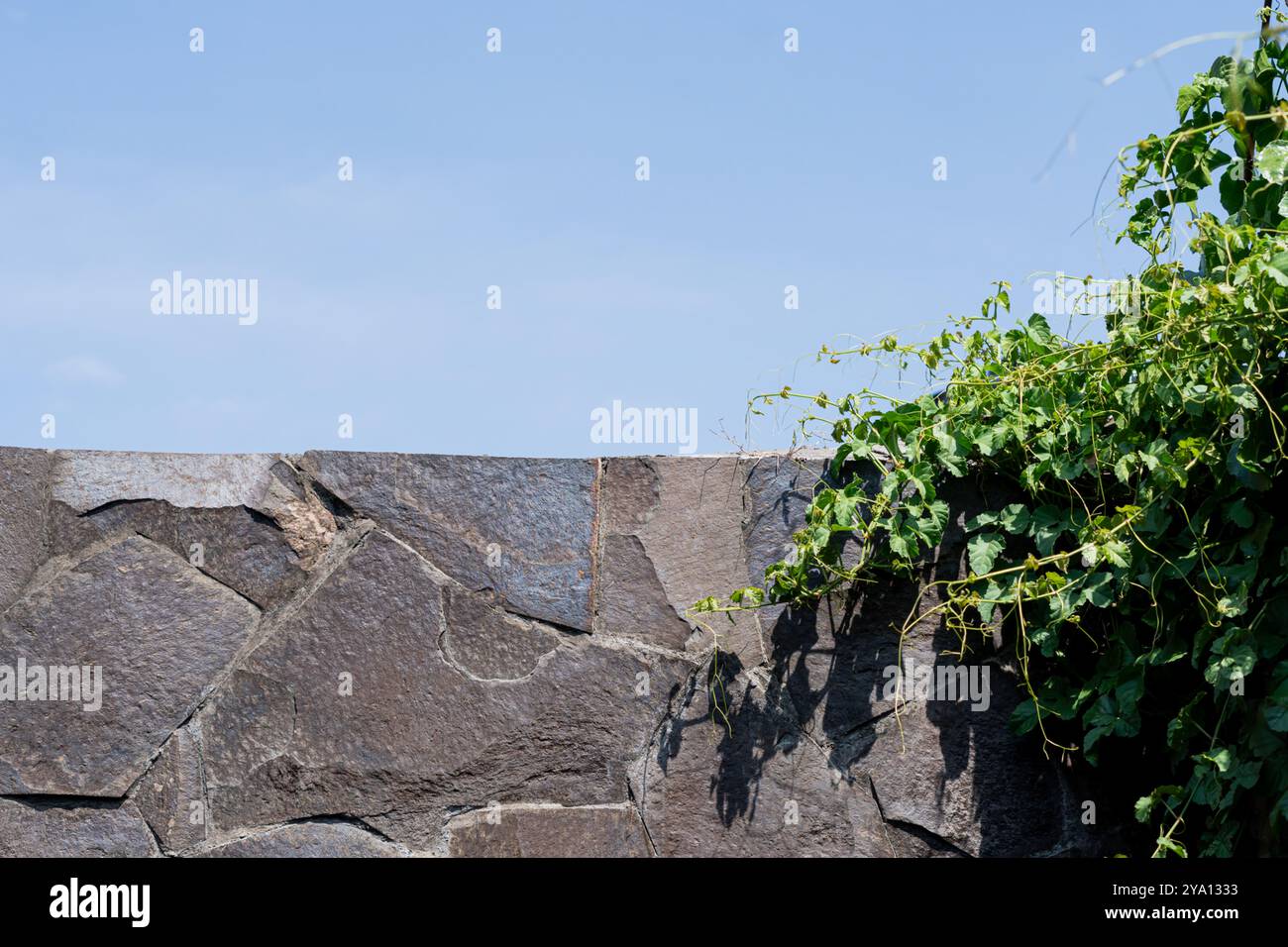 Eine strukturierte Steinmauer mit einem klaren blauen Himmel darüber. Grüne Reben klettern über die Mauer und verleihen dem robusten Gebäude einen Hauch von Natur Stockfoto