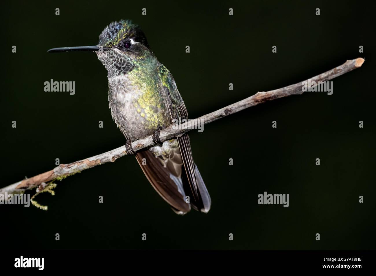 Grün gekrönter brillanter Kolibri (Heliodoxa jacula) von Costa Rica Stockfoto