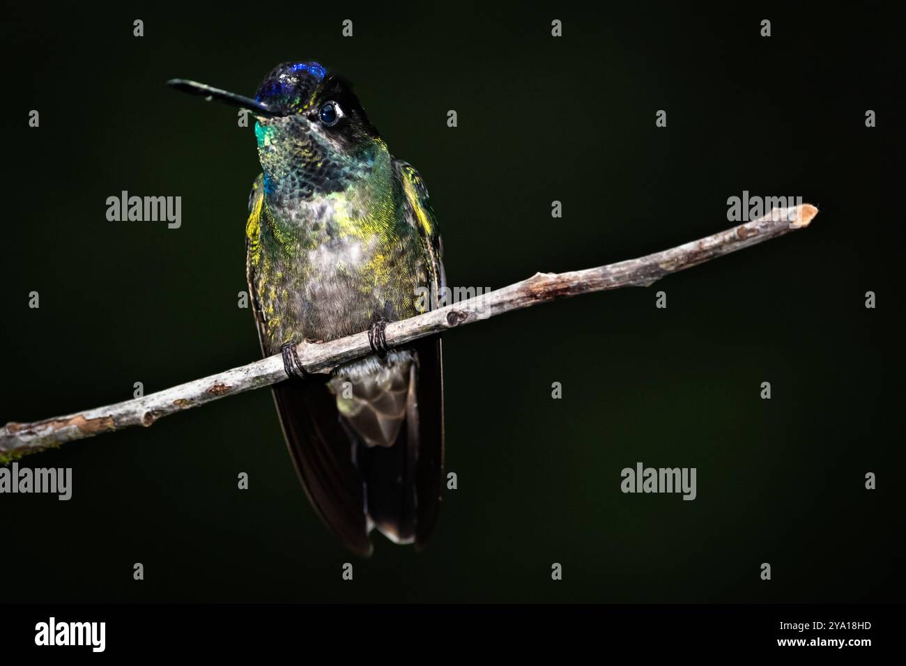 Grün gekrönter brillanter Kolibri (Heliodoxa jacula) von Costa Rica Stockfoto