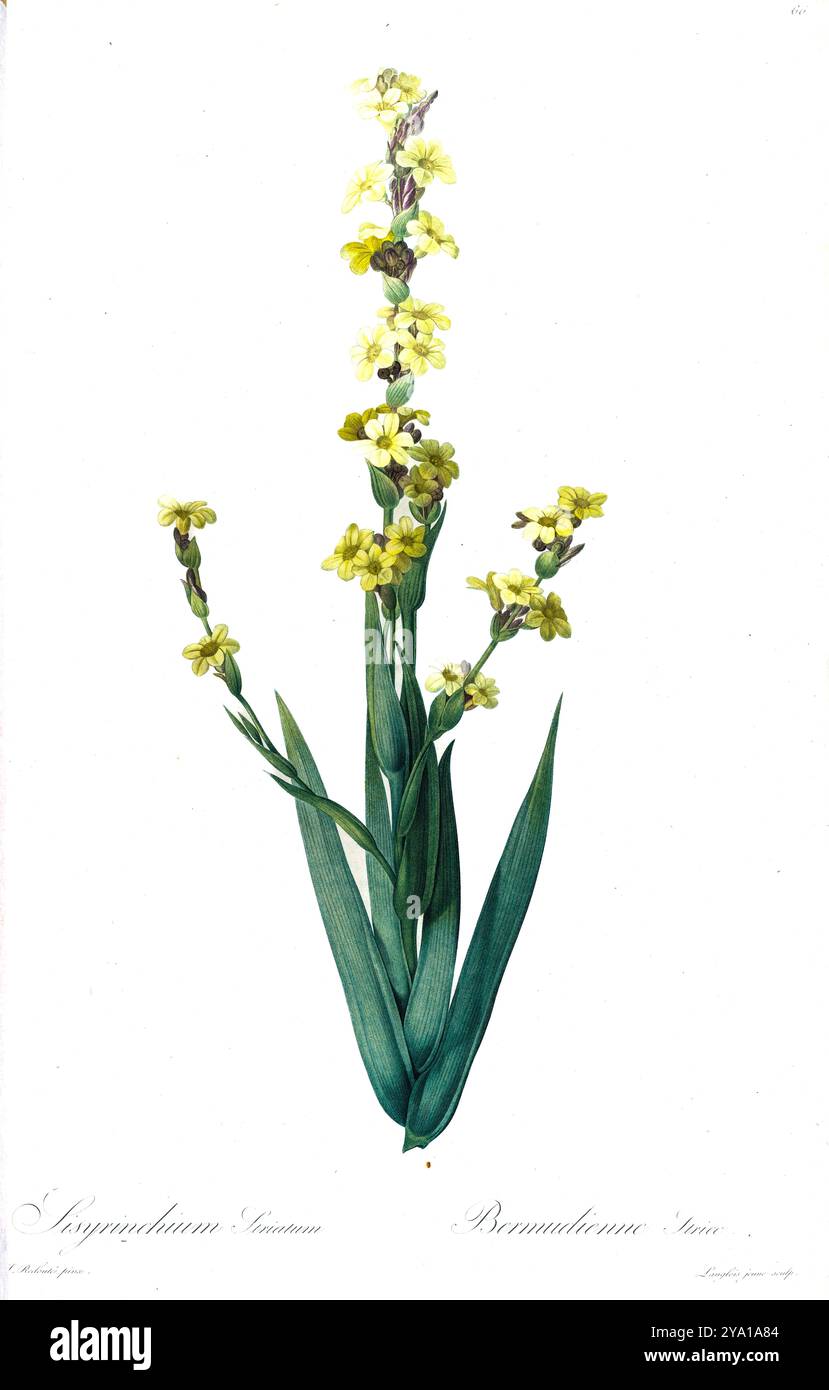 Blassgelbäugiges Gras (Sisyrinchium striatum). Illustration von Les Liliacees von Pierre-Joseph Redoute. Unter der Schirmherrschaft von Josephine Bonaparte, Kaiserin von Frankreich, hergestellt, enthielten Redoutes Les Liliacees 503 Platten, die die verschiedenen Pflanzenarten der Lilienfamilie beschreiben und mit ihnen verwandt sind. Die ab 1802-1816 produzierten Platten stammen aus Kaiserin Josephines umfangreicher Pflanzensammlung in ihren Gärten in Malmaison, wo Redoute als botanische Künstlerin tätig war. Dieses Folio wird aufgrund des Umfangs, der Breite und der Qualität des Inhalts oft als Redoutes Meisterwerk angesehen. Stockfoto