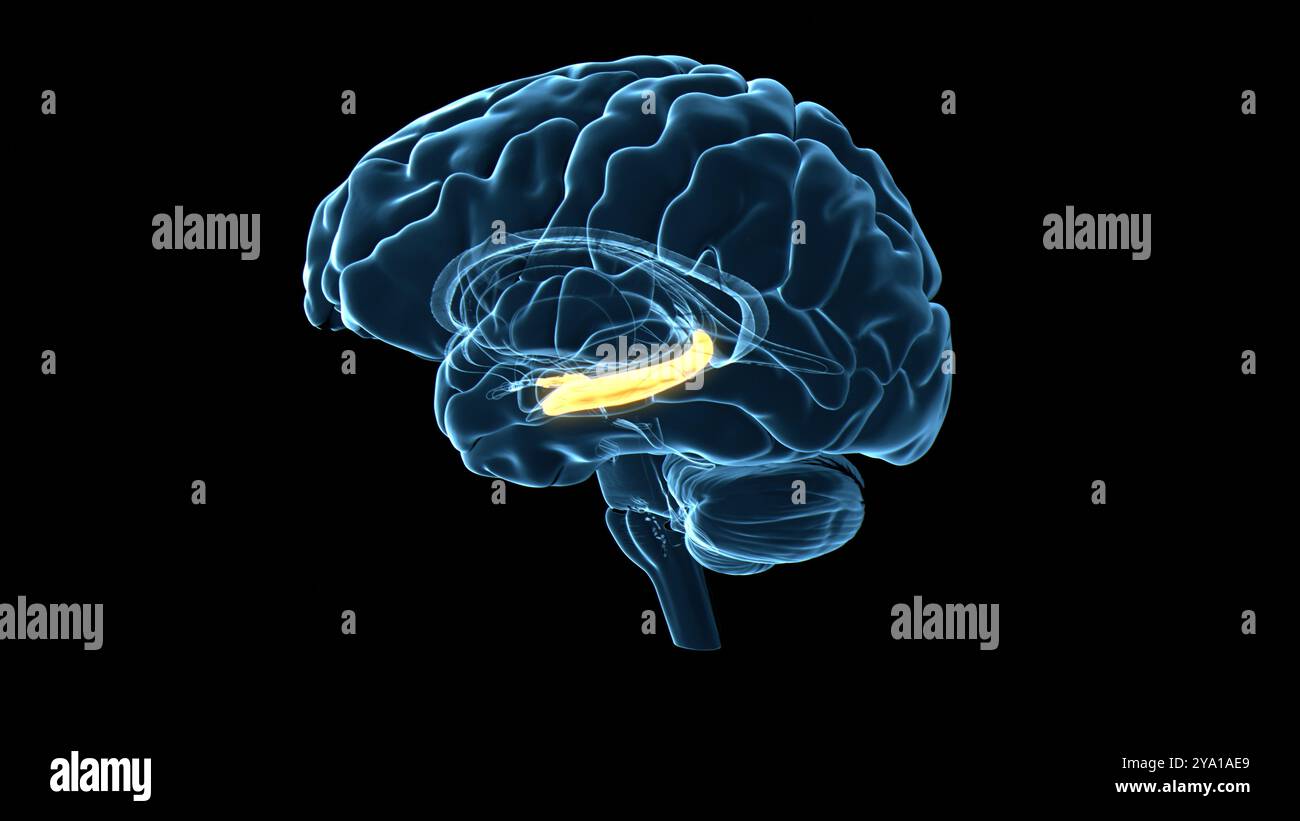Illustration des menschlichen Hippocampus (orange hervorgehoben), ein entscheidender Bestandteil des limbischen Systems, der eine wichtige Rolle bei der Konsolidierung von Informationen vom Kurzzeitgedächtnis über das Langzeitgedächtnis bis hin zur räumlichen Navigation spielt. Stockfoto