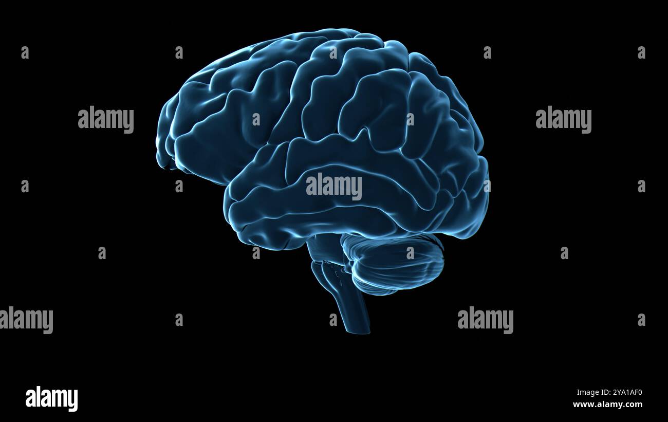 Illustration des menschlichen Gehirns, des Zentralorgans des menschlichen Nervensystems. Stockfoto