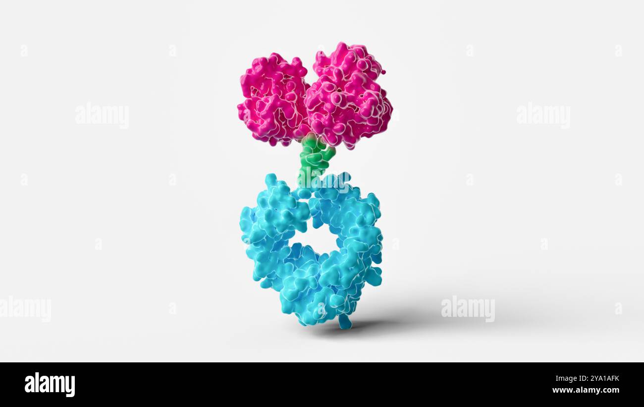 Darstellung der Struktur eines typischen Antikörpers FC (fragmentkristallisierbares) Fusionsproteins, bestehend aus einer Antikörper FC Region (Cyan), Linker (grün) und Protein of Interest (pink). Antikörper-FC-Fusionsproteine sind vielversprechende Medikamente zur Behandlung verschiedener Erkrankungen des Menschen. Stockfoto