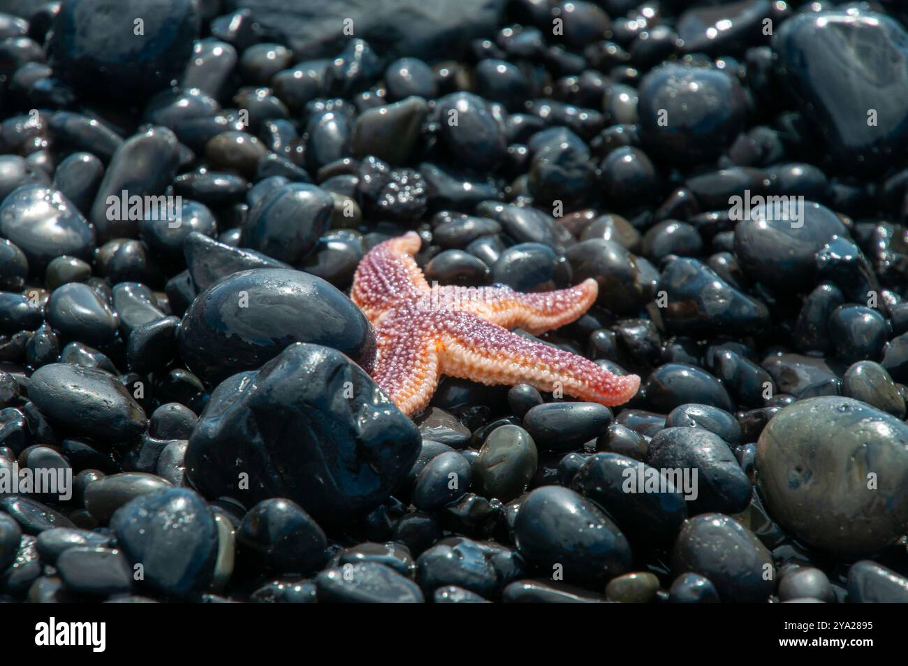 Djupalonssandur Beach Island, Seesterne am schwarzen Kieselstrand Stockfoto