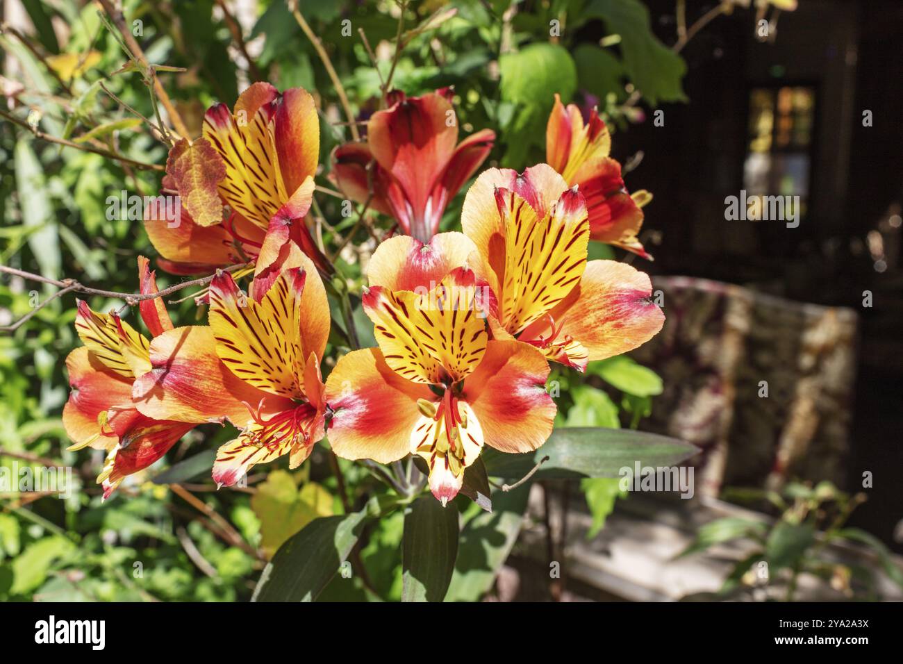 Leuchtende Blumen in hellen Farben in einem Garten, Paris Stockfoto