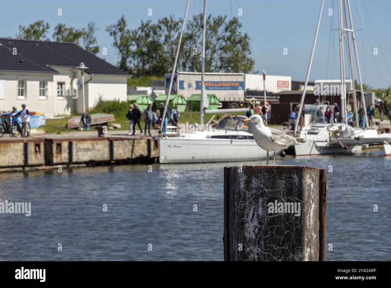 Große Möwe auf einem Holzpfosten in einem Hafen mit Booten im Hintergrund, Rügen, Hiddensee Stockfoto