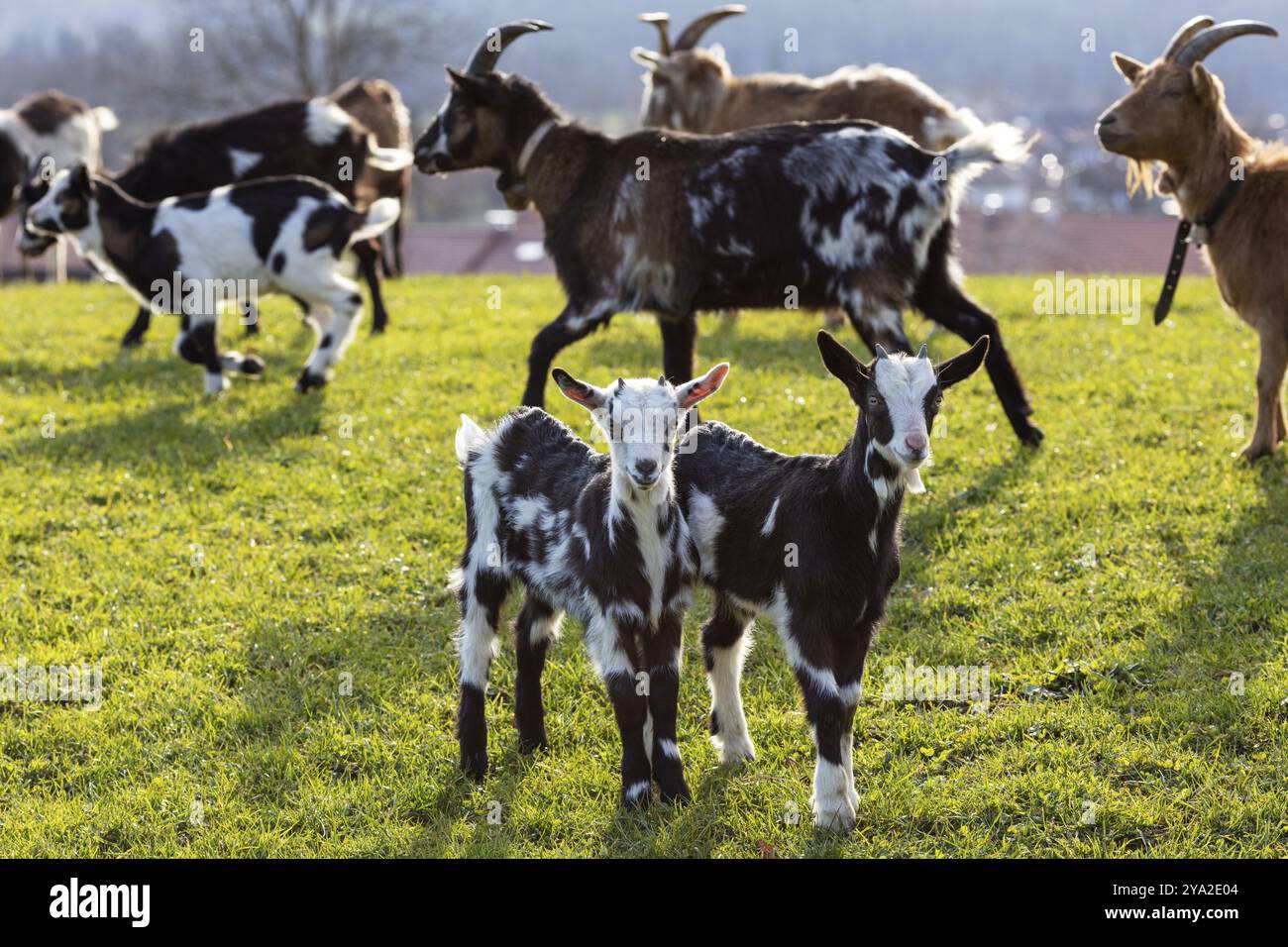 Ziegenherde mit Jungtieren, die auf einer grünen Wiese weiden, umgeben von natürlicher Idylle, Elbach Stockfoto