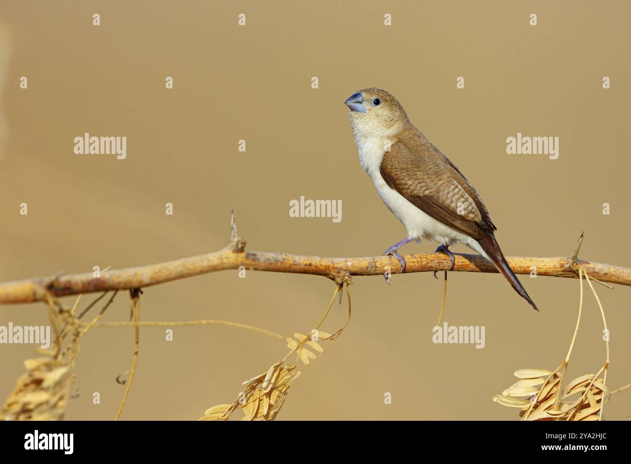 Afrikanischer Silberschnabel, Silberschnabel, Silberfasan, vertrauender Vogel, Ziervogel in Europa, Familie der Finken, (Euodice), (Lonchura Kantans), auf Barsch Stockfoto
