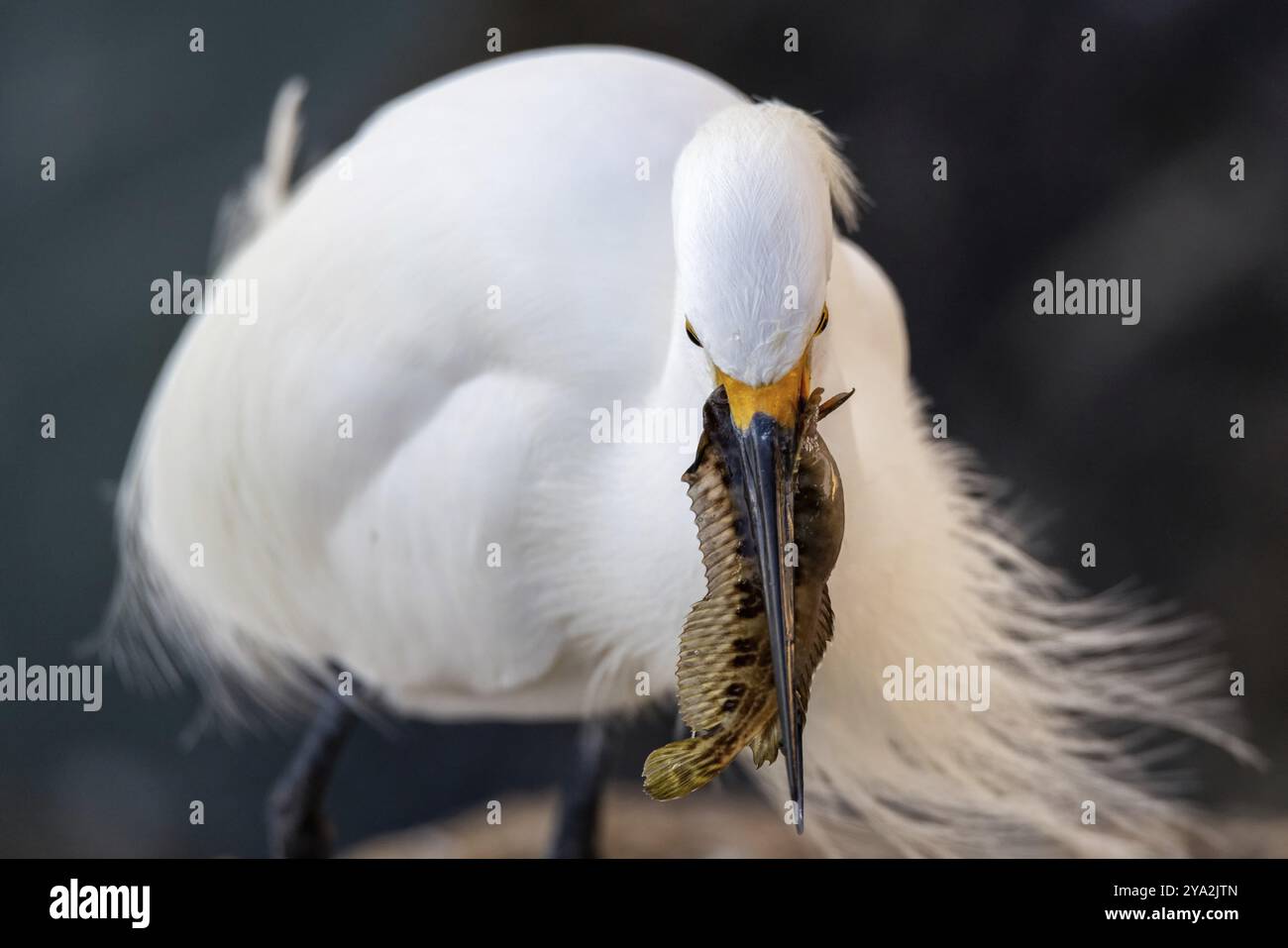Wildreiher am Atlantik, Florida, USA, Nordamerika Stockfoto