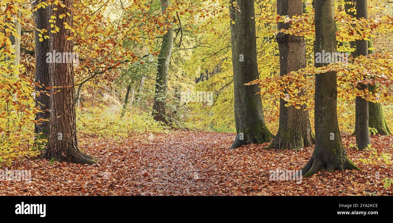 Wanderweg durch einen gemäßigten Laubwald mit Buchen im Herbstlaub in Grosshansdorf, Schleswig-Holstein, Deutschland. Wanderweg durch Stockfoto