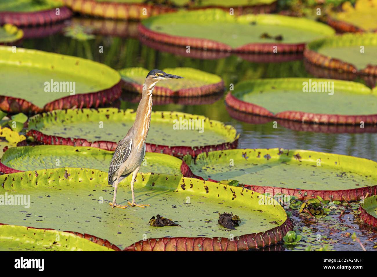 Mongrove Reiher (Butorides striatus) Pantanal Brasilien Stockfoto