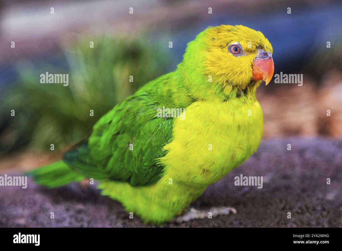 Nahaufnahme eines Regenbogenlorikeets mit dunklem Hintergrund Stockfoto