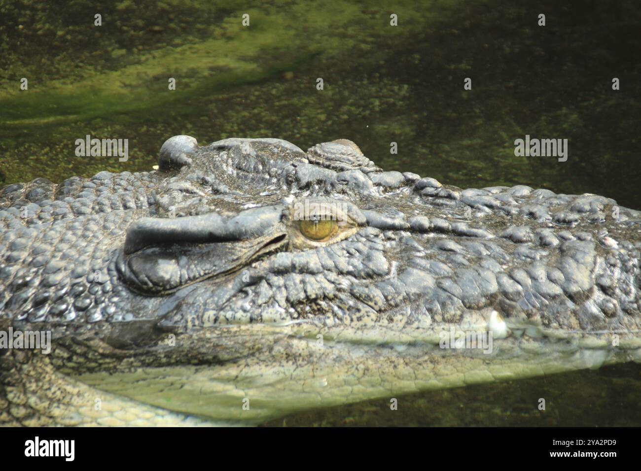 Kopf eines Krokodils von der Seite fotografiert Stockfoto
