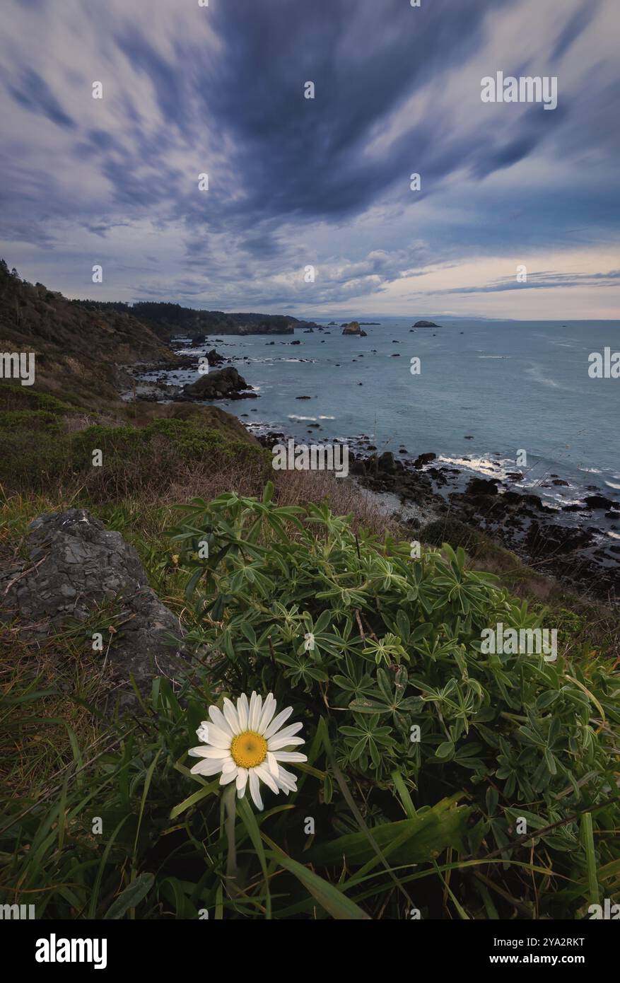 Blume im Vordergrund eines wunderschönen Sonnenuntergangs an einem felsigen Strand in Nordkalifornien Stockfoto