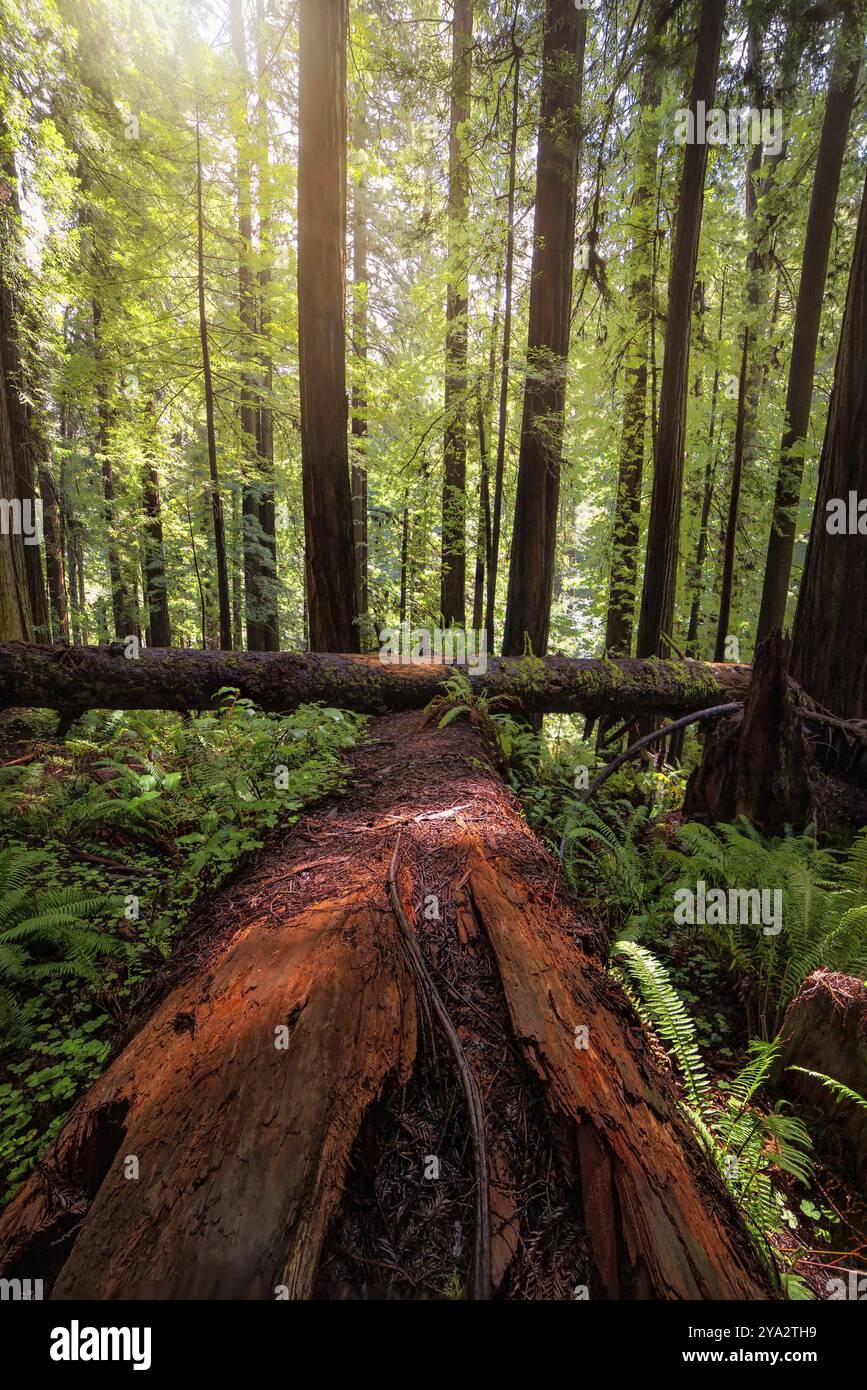 Farbbild eines Mammutbaumwaldes. Nordkalifornien, USA, Nordamerika Stockfoto