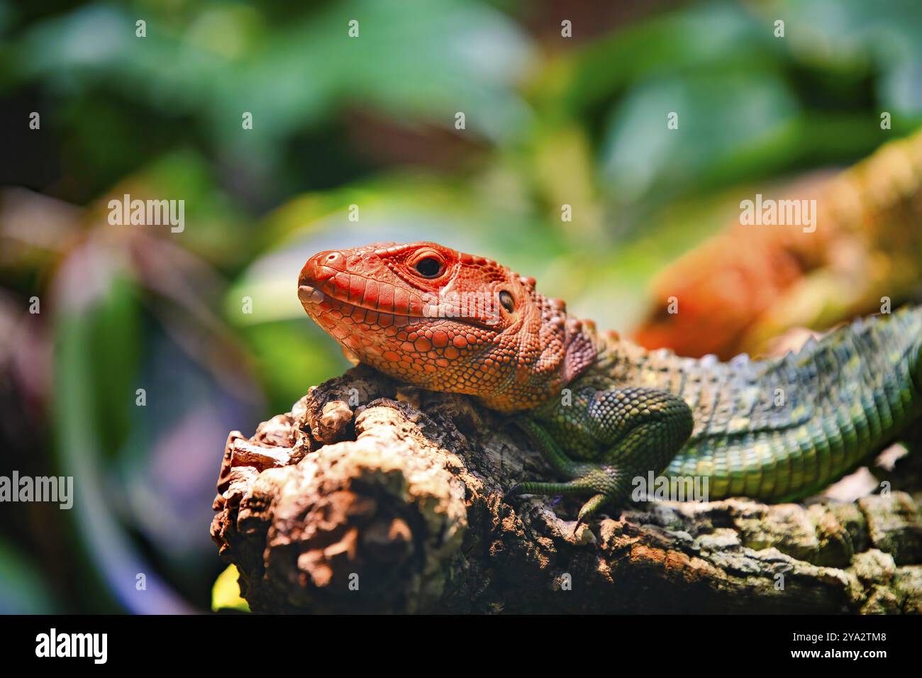 Ein roter Leguan ruht auf einem Zweig in tropischer Umgebung, Crocodile teju (Dracaena guianensis) Herkunft Südamerika, Basler Zoo, Basel, C. Stockfoto