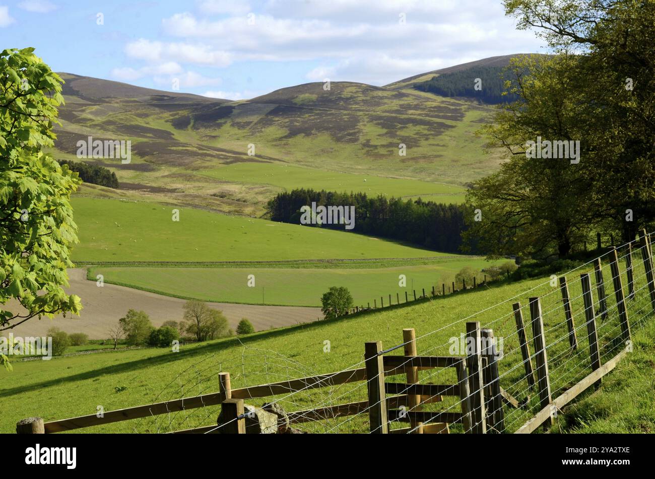 Landschaft, Berge und Tal In landwirtschaftlichen Scottish Borders Stockfoto