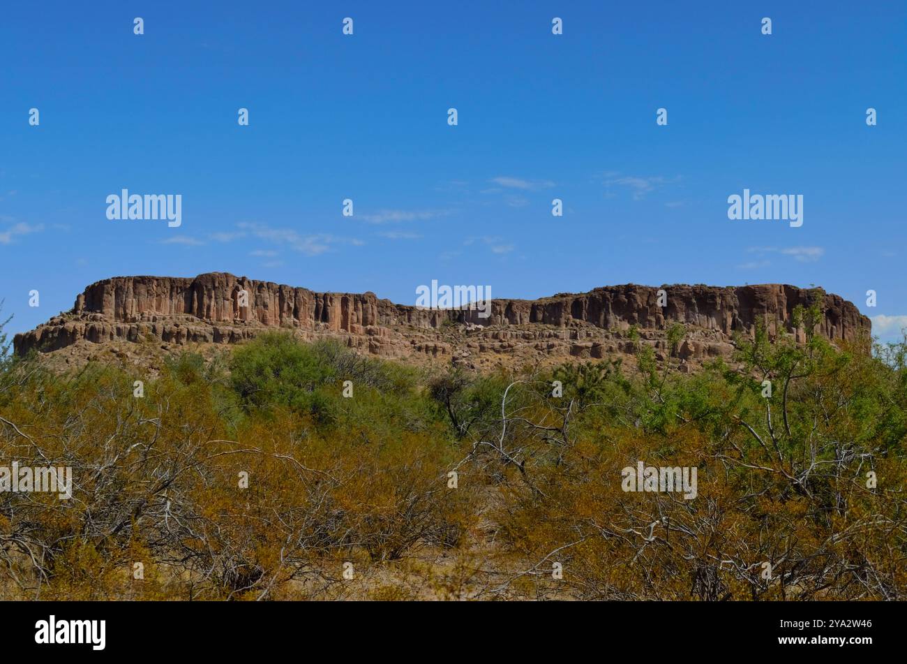 Wüstenpflanzen auf den Spuren der Fort Beale Historic Site in Kingman Arizona Stockfoto