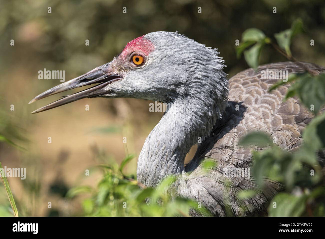 Ein Sandhill-Kran auf der Jagd nach Nahrung in der Nähe von Grants Pass, Oregon, USA, Nordamerika Stockfoto