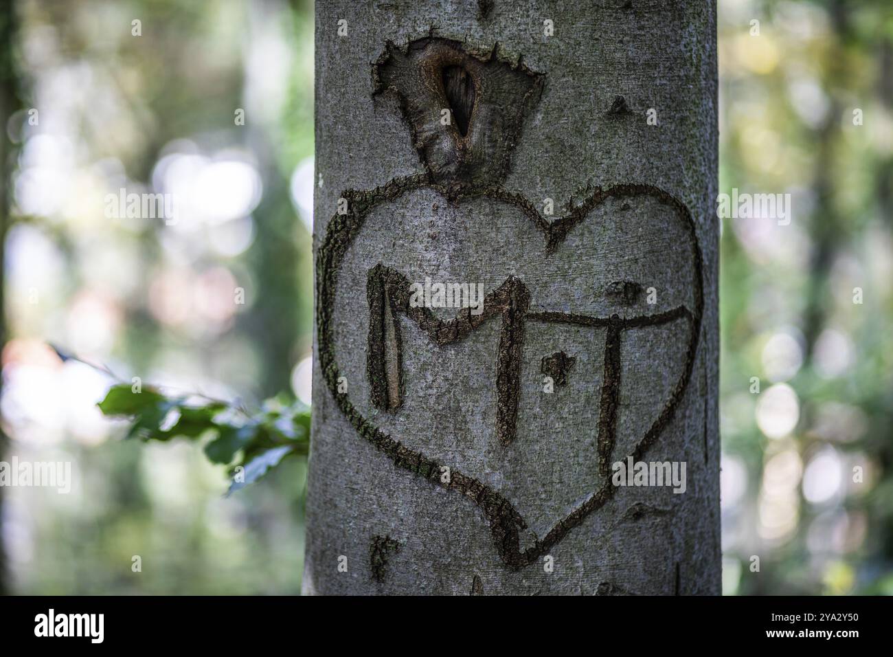 Baumstamm, Herz in Baumrinde geschnitzt, Leoben, Steiermark, Österreich, Europa Stockfoto