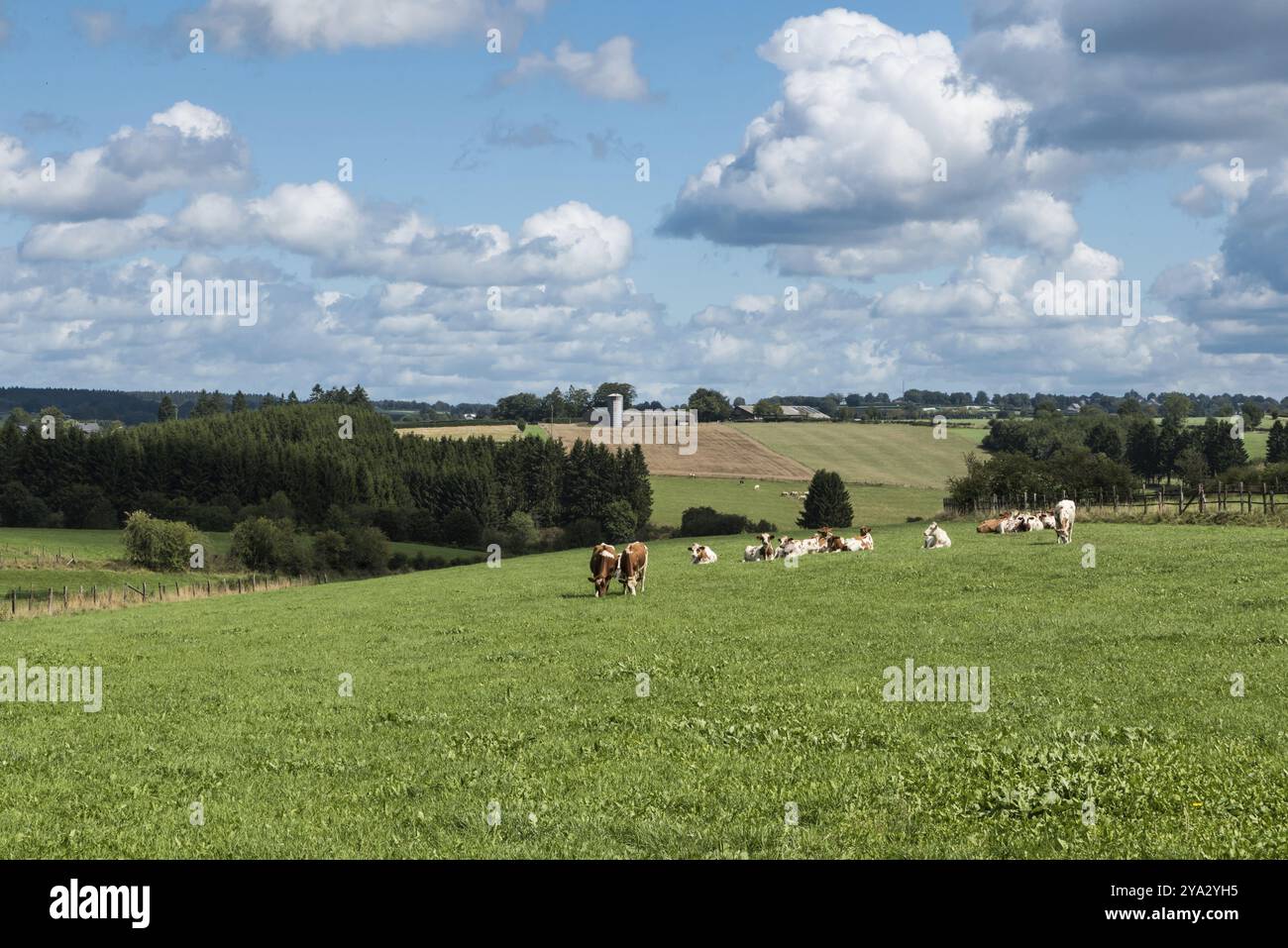 Naturlandschaften mit grünen Hügeln in Wäldern im Sommer in der ostbelgischen Landschaft rund um Bullingen, Belgien, Europa Stockfoto