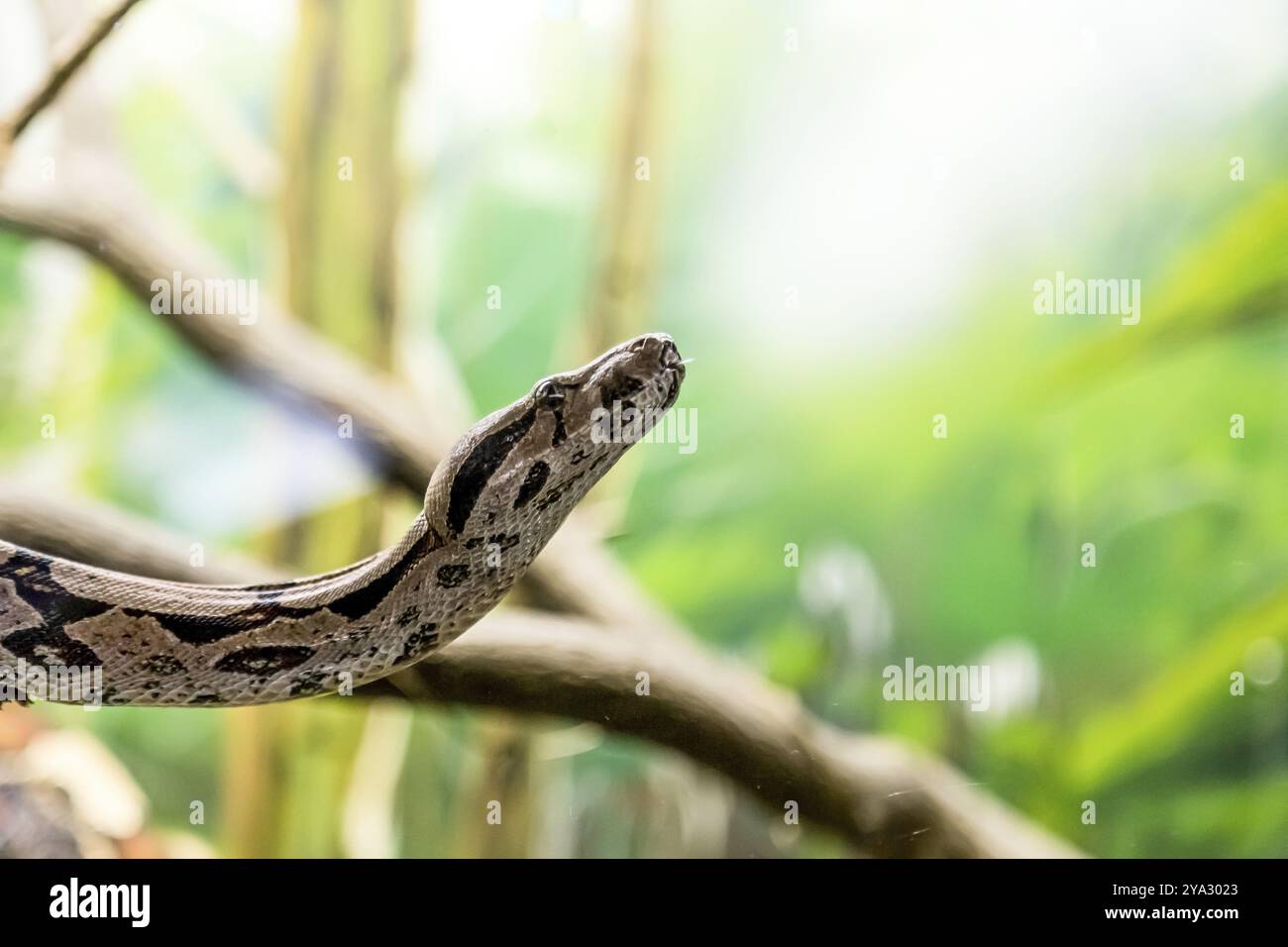 Boa constrictor, eine Spezies von schweren Schlangen. Gefährliches Tier Stockfoto