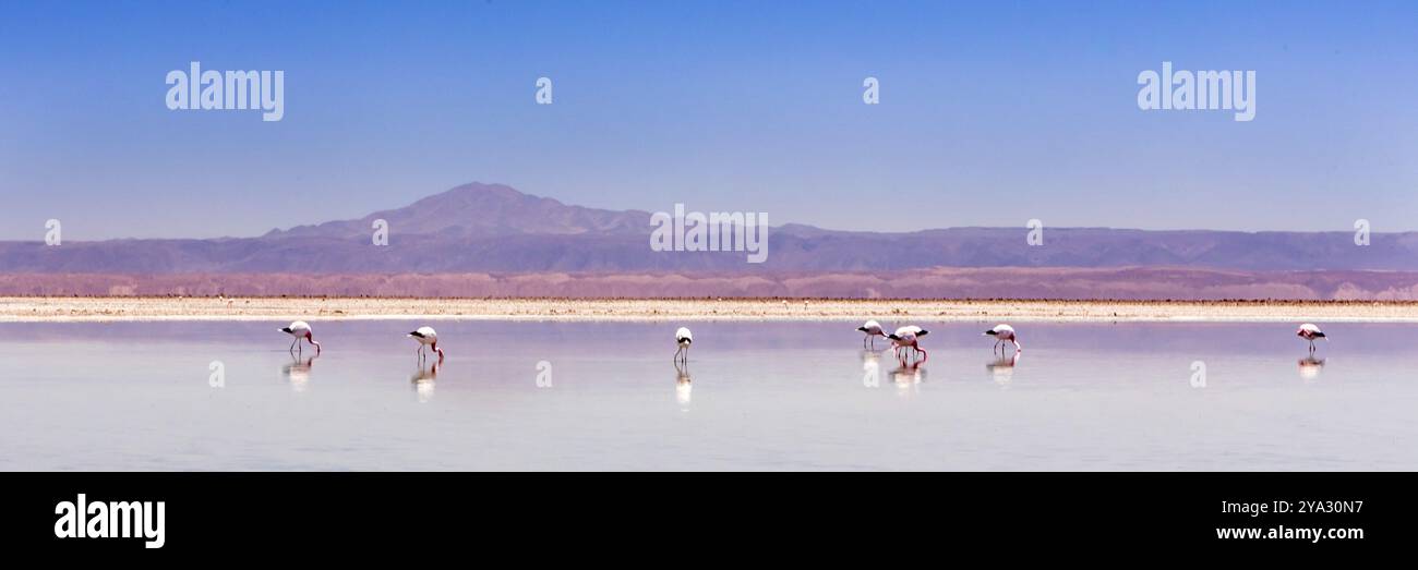 Laguna Chaxa, Atacamawüste, Chile. Südamerika Stockfoto