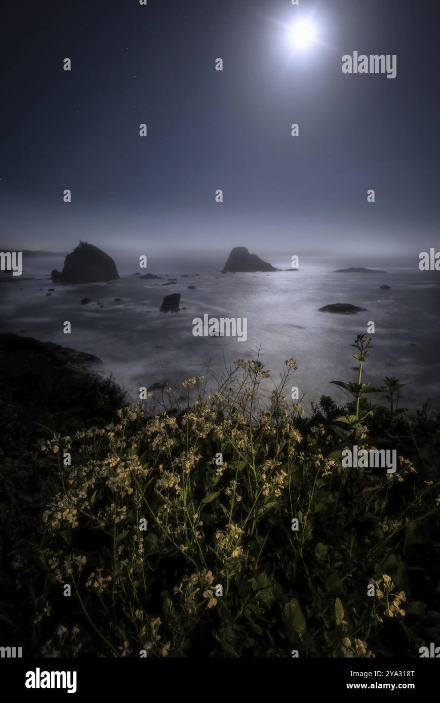 Der Nachthimmel an einem Strand im Norden Kaliforniens, Humboldt County, Kalifornien Stockfoto