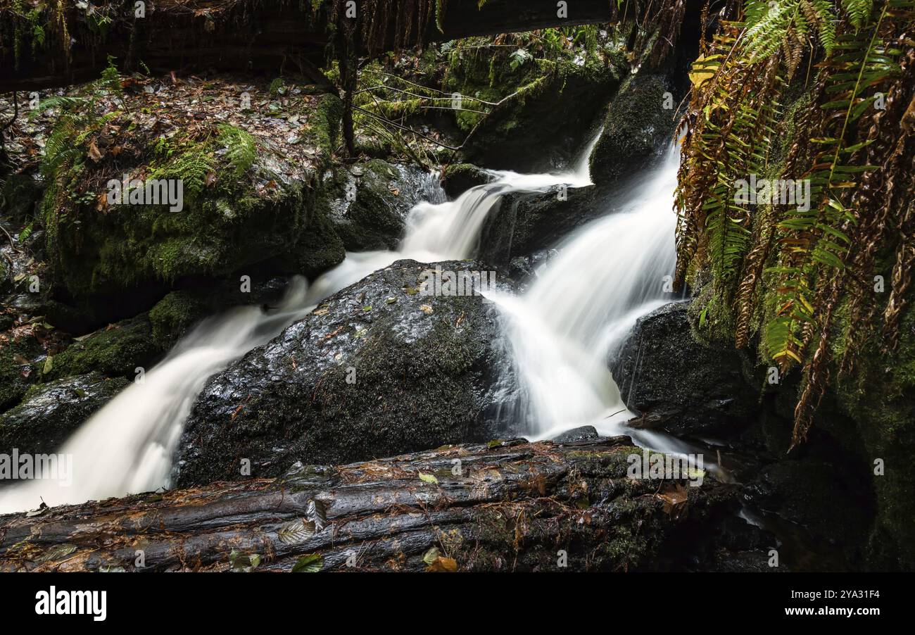 Kleiner Wasserfall im Regenwald, Farbe Bild Stockfoto