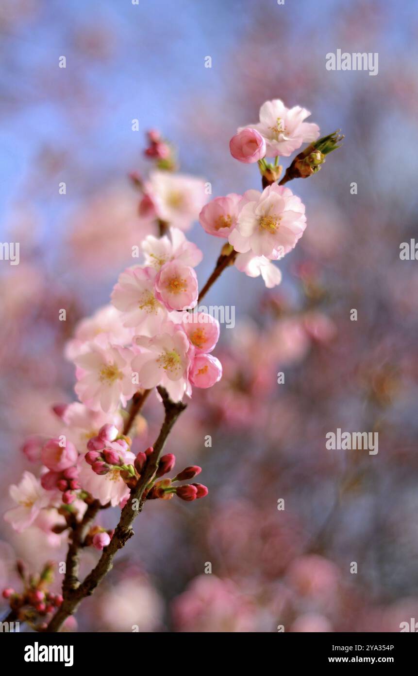 Frühling-Bild der rosa Blüte Blume mit geringer Tiefe des Fokus Stockfoto