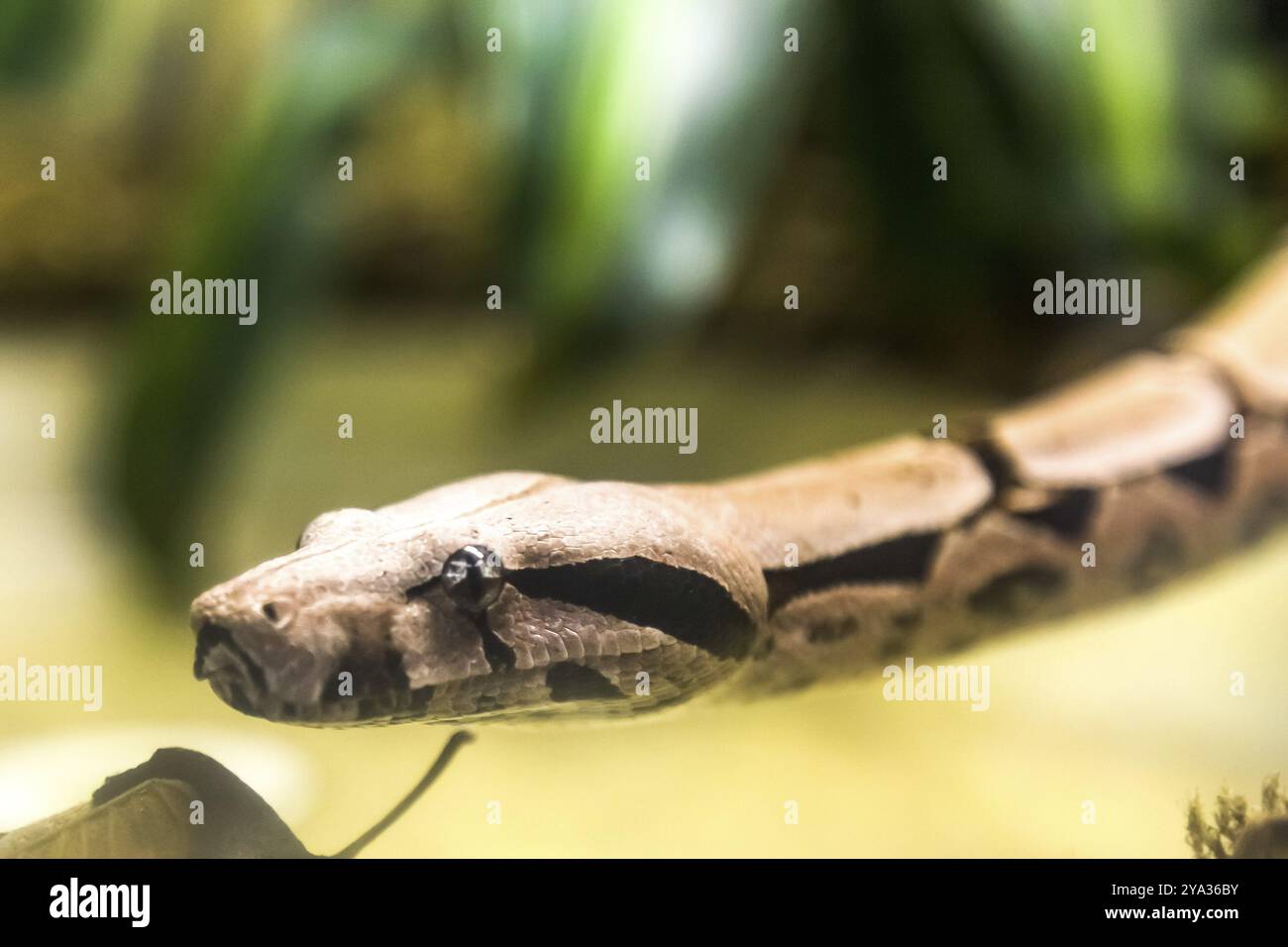 Boa constrictor, eine Spezies von schweren Schlangen. Gefährliches Tier Stockfoto