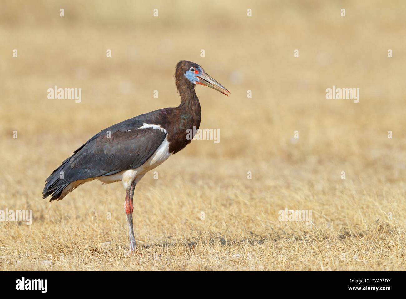 Abdimstorch, Regenstorch, Abdim (Ciconia abdimii), afrikanische Storcharten, Familie der Störche, Raysut Wasseraufbereitungsanlage, Salalah, Dhofar, Oman, ASI Stockfoto