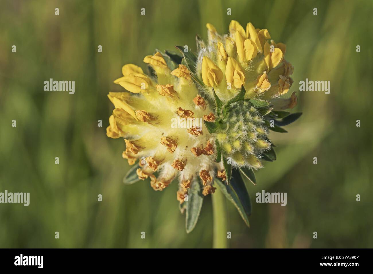 Blütenkopf der Nierenwicke (Anthyllis Vulneraria) Die einzelnen Blüten in verschiedenen Stadien von Knospen bis verblasst. Blumenkopf des gemeinsamen Kidneyvetch Stockfoto