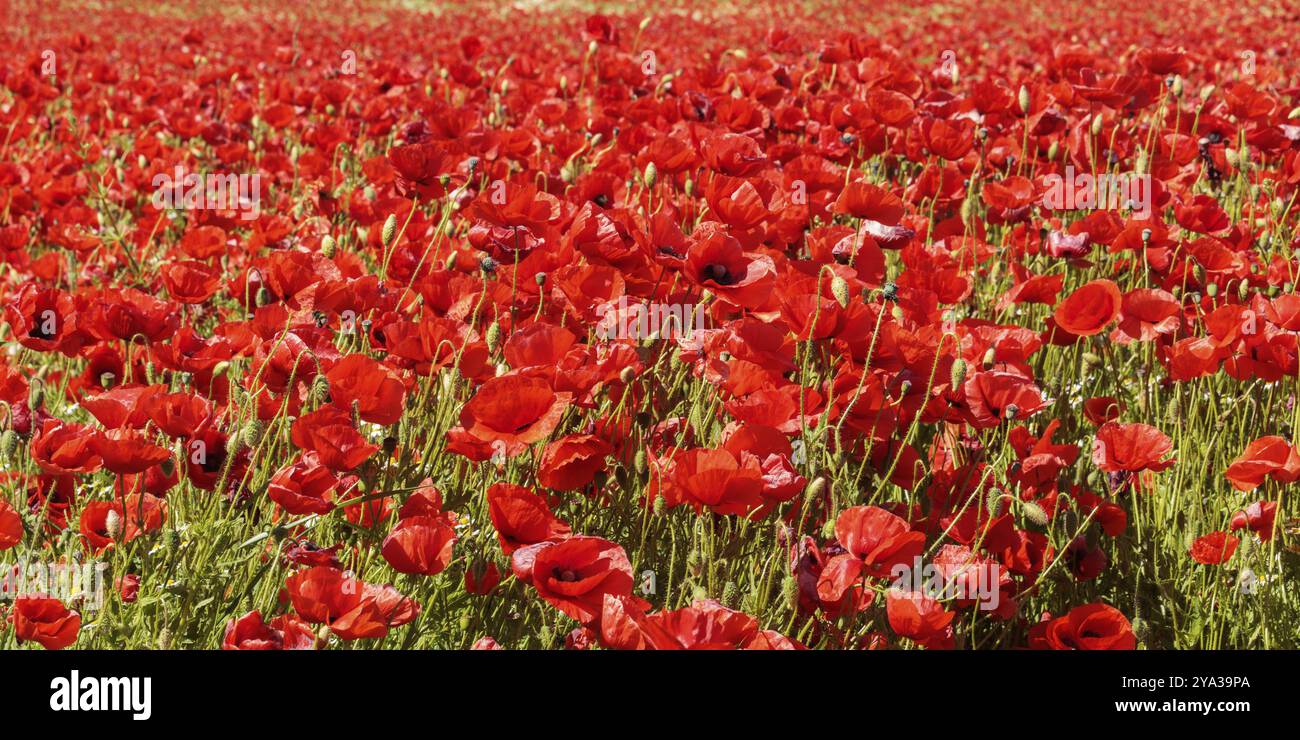 Mohnfeld mit roten Mohnblumen (Papaver rhoeas) Mohnfeld mit roten Mohnblumen (Papaver rhoeas, flandern Mohn) Stockfoto