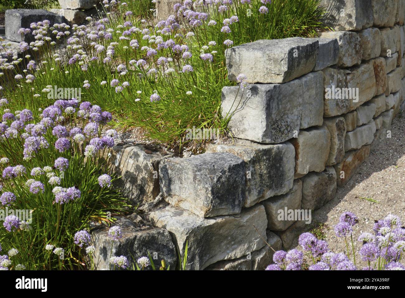 Zierlauchs Stockfoto