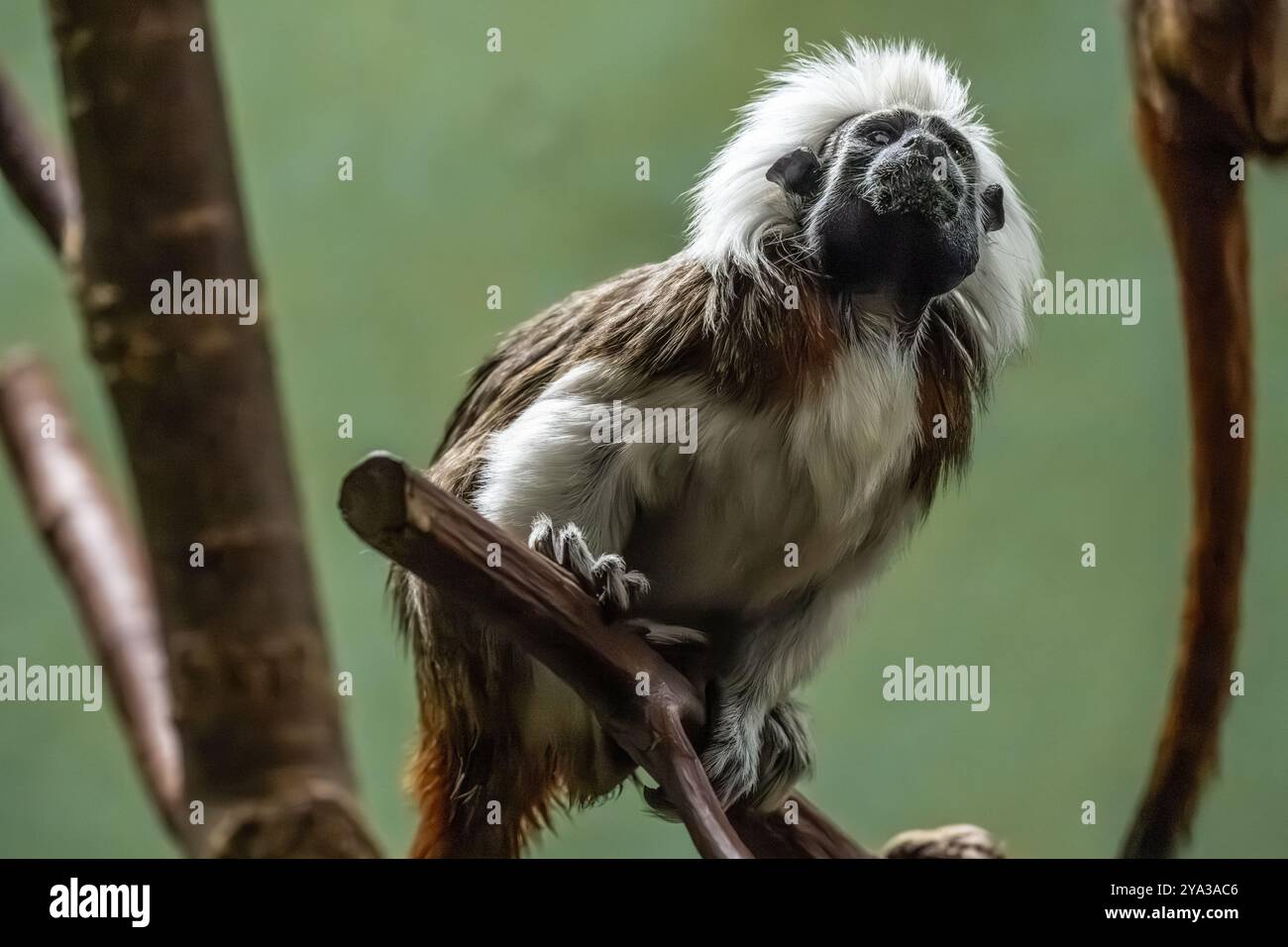 Tamarin mit Baumwollspitze (Saguinus oedipus) im Birmingham Zoo in Birmingham, Alabama. (USA) Stockfoto