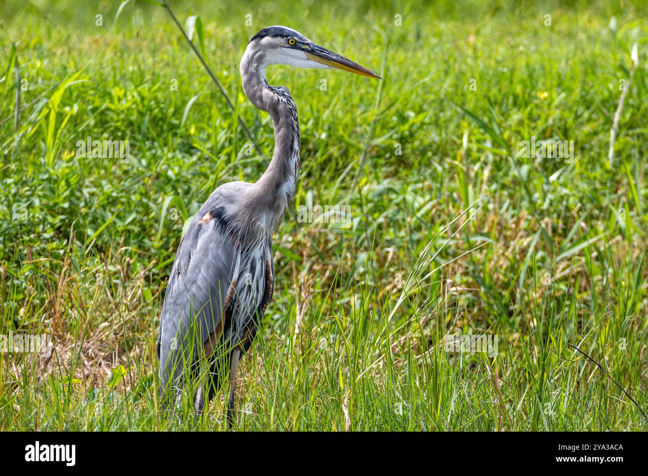 Großer Blaureiher (Ardea herodias) in seinem natürlichen Feuchtgebiet am Lake Apopka Wildlife Drive in der Nähe von Orlando, Florida. (USA) Stockfoto