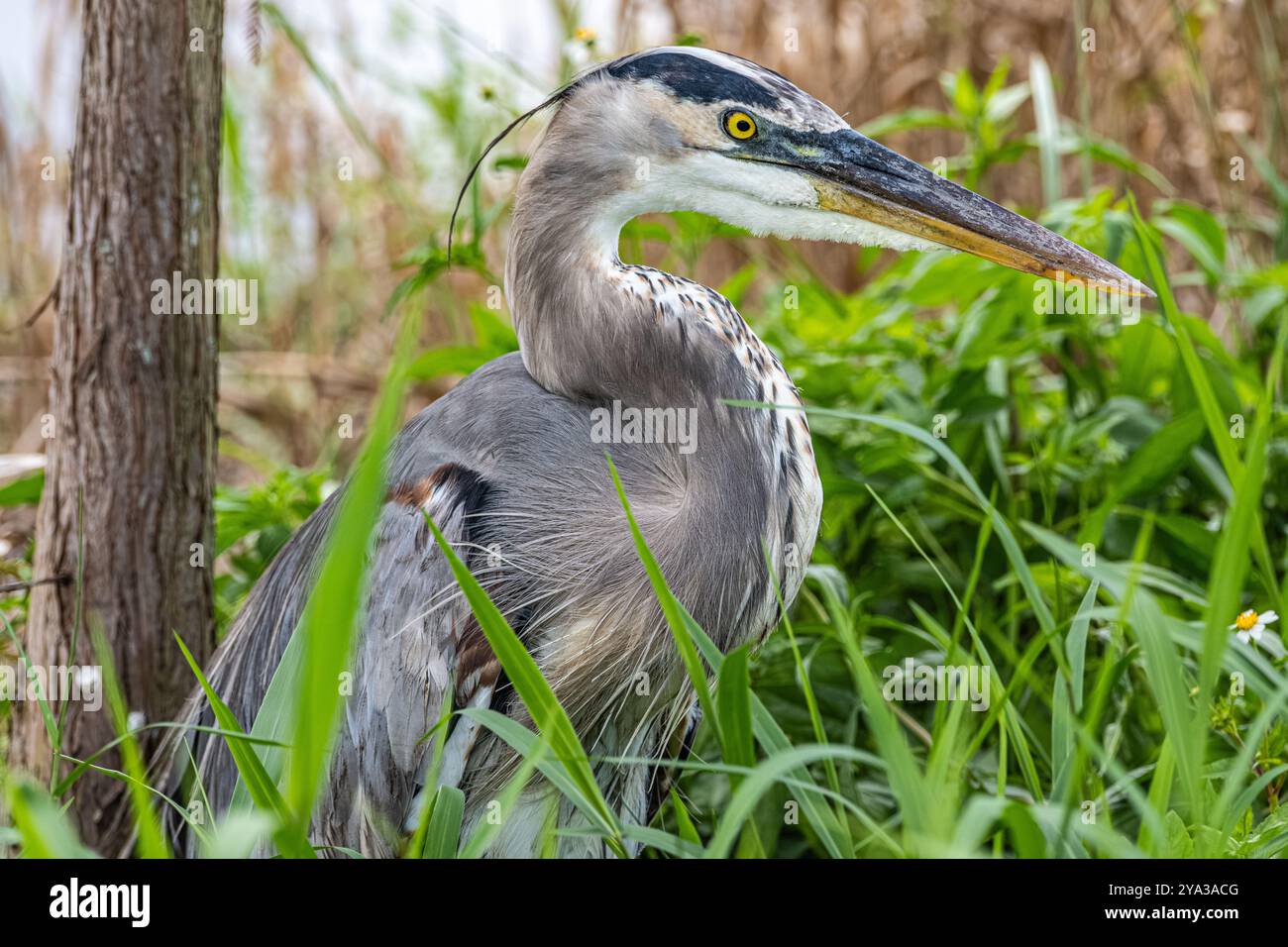 Nahaufnahme eines großen Blaureihers (Ardea herodias) in seinem natürlichen Feuchtgebiet am Lake Apopka Wildlife Drive in der Nähe von Orlando, Florida. (USA) Stockfoto