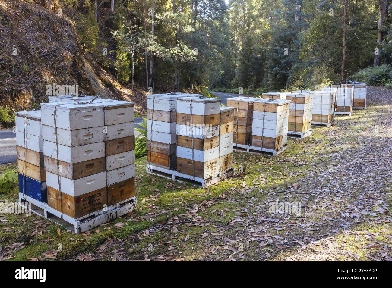 Bienenzuchtenstöcke rund um Florentine auf der Gordon River Rd im Southwest National Park in Tasmanien Australien Stockfoto