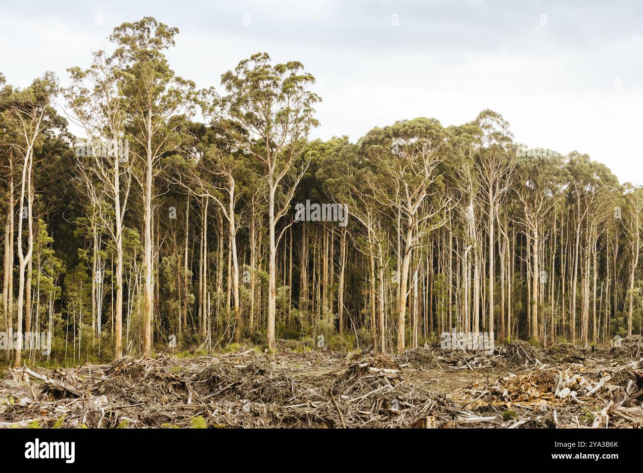 DOVER, AUSTRALIEN, 23. FEBRUAR: Forstwirtschaft Tasmanien setzt die Holzfällung des Southwest National Park in der Nähe von Dover fort, einem Weltkulturerbe. Dieser Bereich ist alt Stockfoto